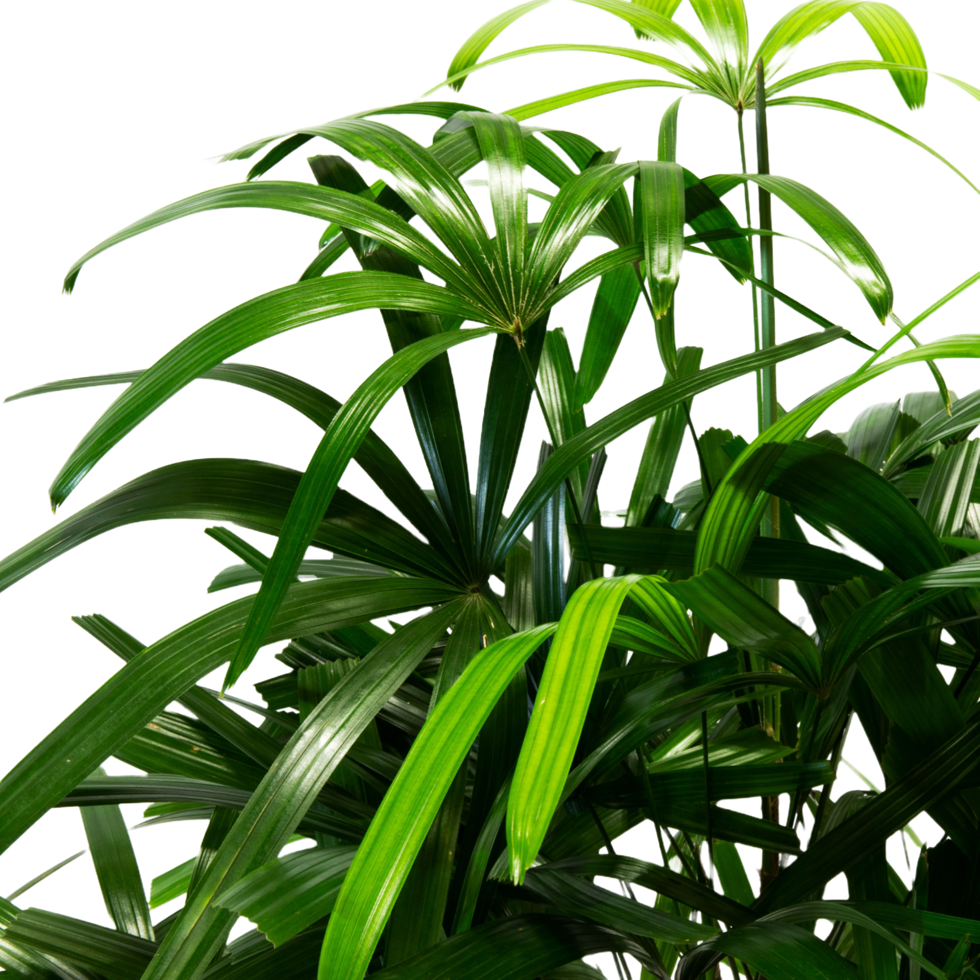 Plant Rhapis
