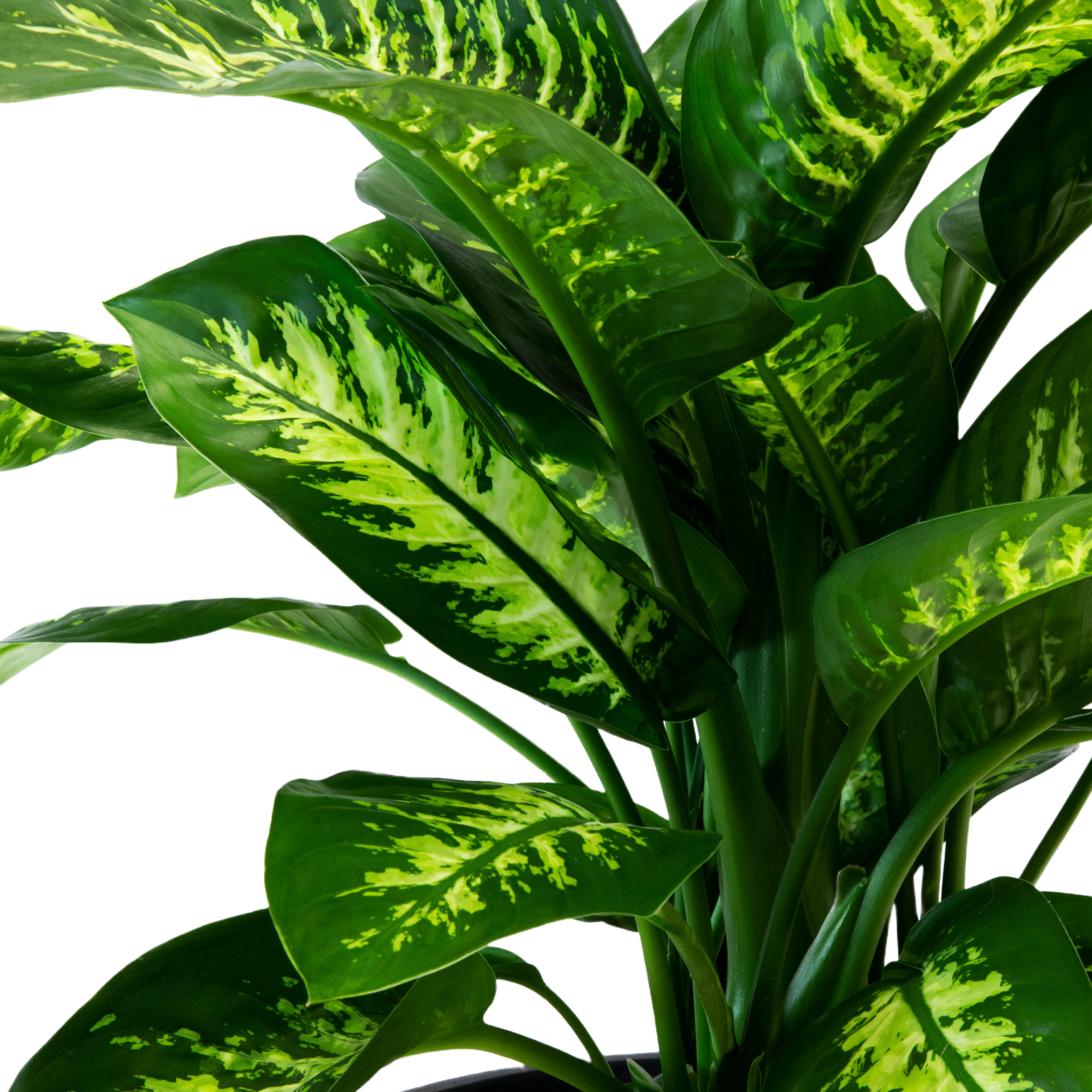 Plant Dieffenbachia
